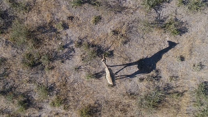 Somos Documentales - Mamá jirafa