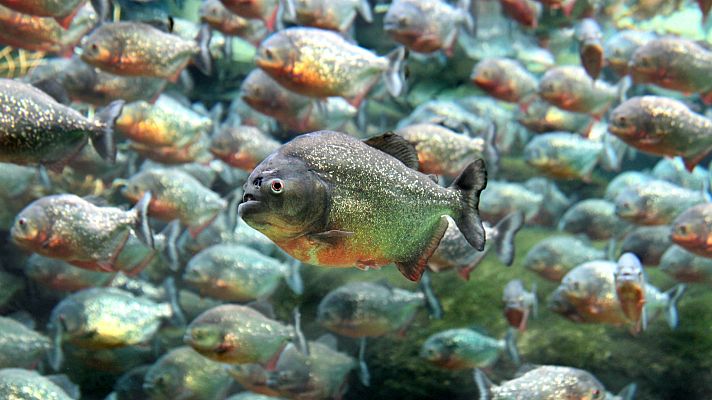 Mito animal - Piraña