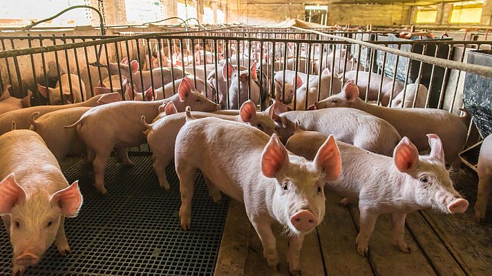 Telediario 2 - Castilla-La Mancha prohíbe la instalación y ampliación de macrogranjas hasta 2025