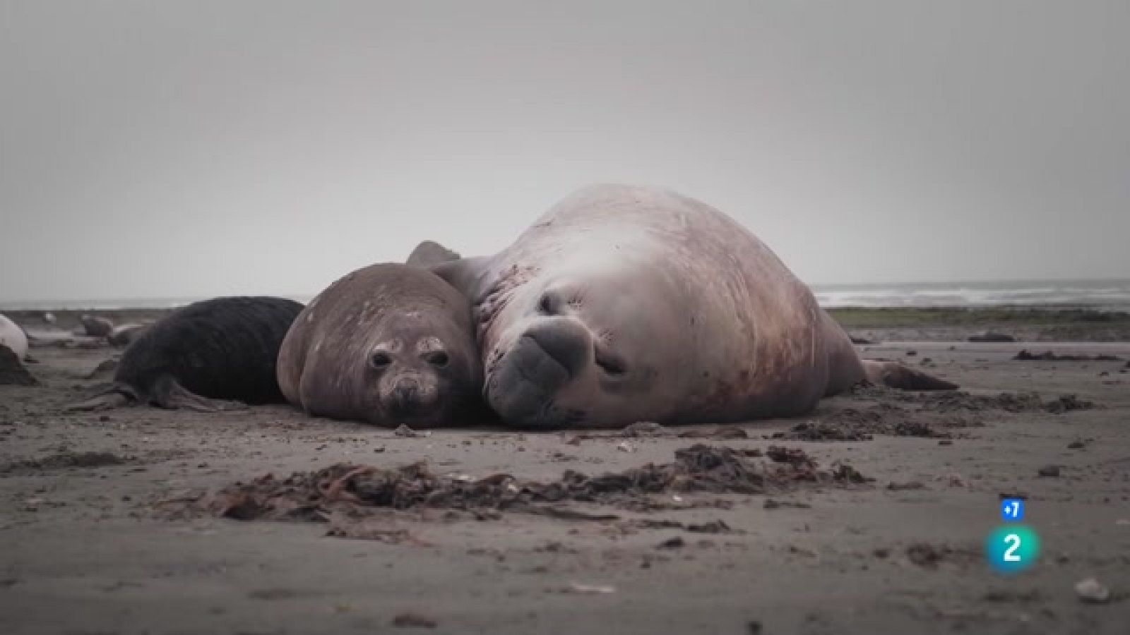 Wild Latam - Amèrica Salvatge - Veure ara