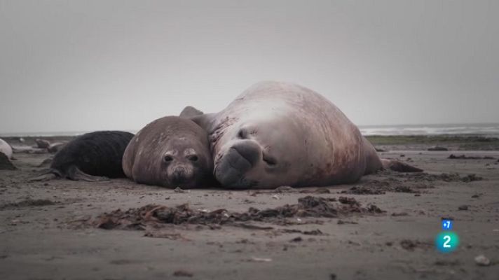 Som Documentals - Wild Latam - Amèrica Salvatge