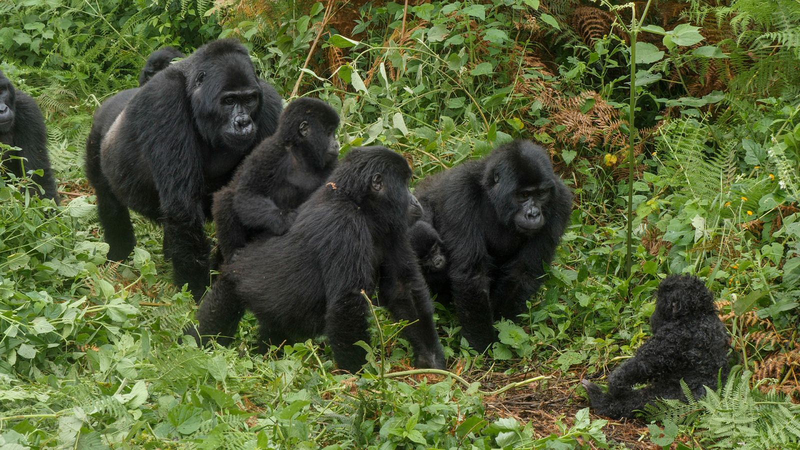 Espiando en la manada - Los Trópicos - ver ahora