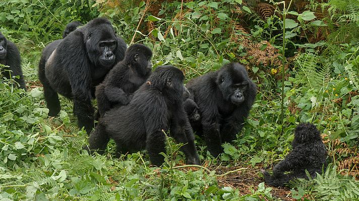 Espiando en la manada - Los Trópicos