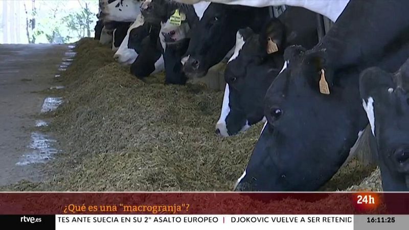 Parlamento - El foco parlamentario - La polémica de las macrogranjas - 15/01/2021