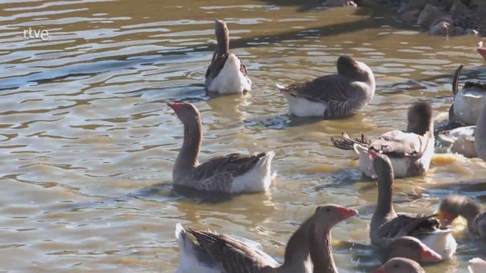 Aquí la Tierra - Así son las ocas y sus huevos