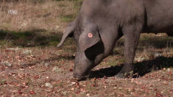 Aquí la Tierra - El cerdo ibérico, de bebé intrépido a adulto juguetón