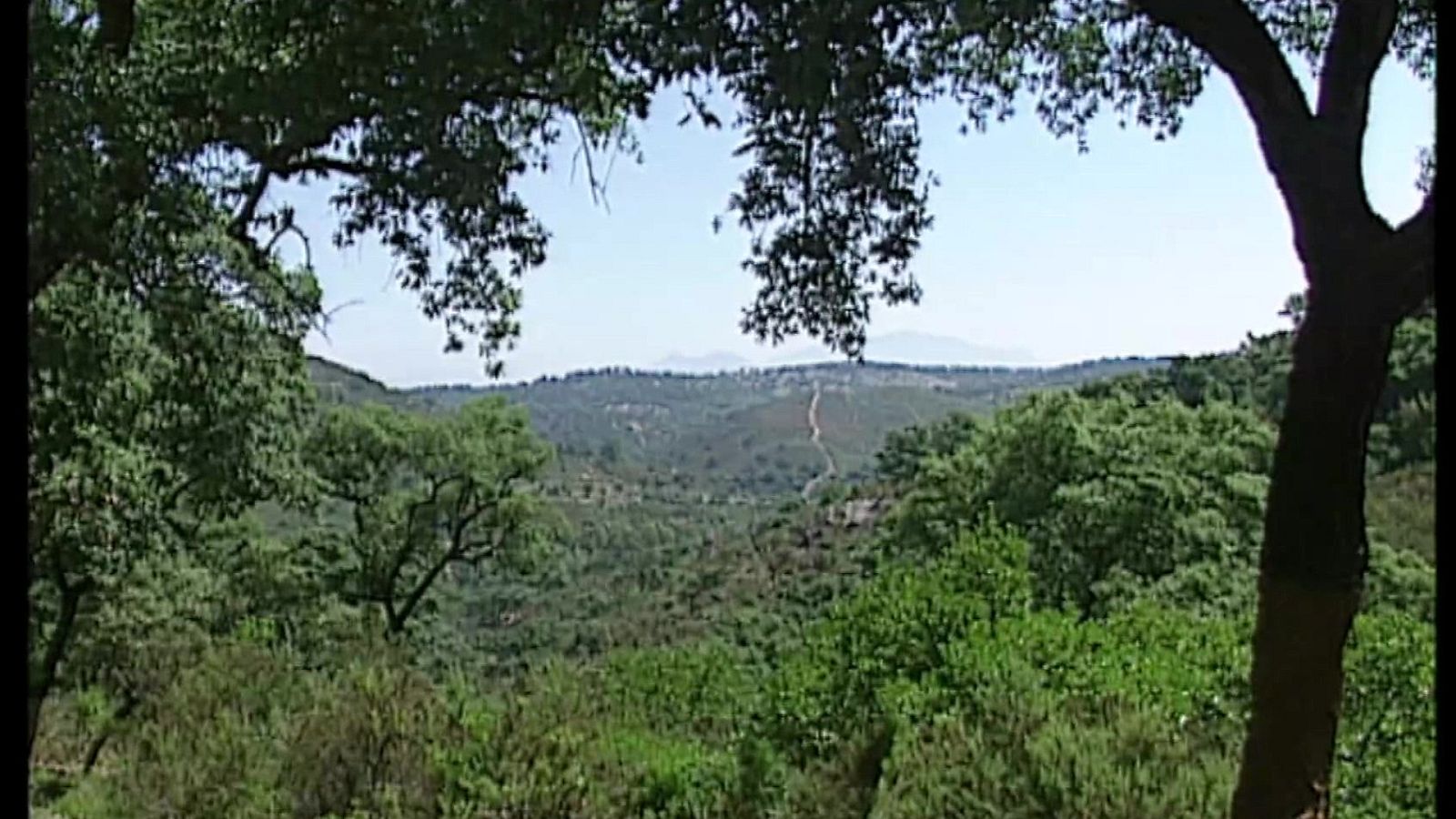 El bosque protector - Alcornocales, la última selva - ver ahora