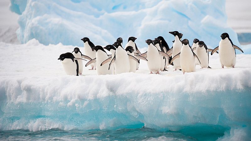 Los pingüinos, una especie centinela del cambio climático en la Antártida