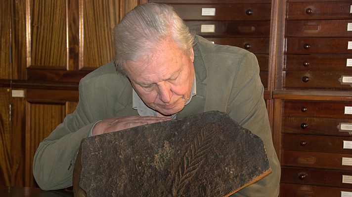 Vida primigenia - La llegada