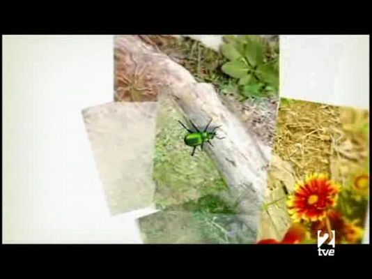 El escarabajo verde - El escarabajo verde - Rastreando el veneno