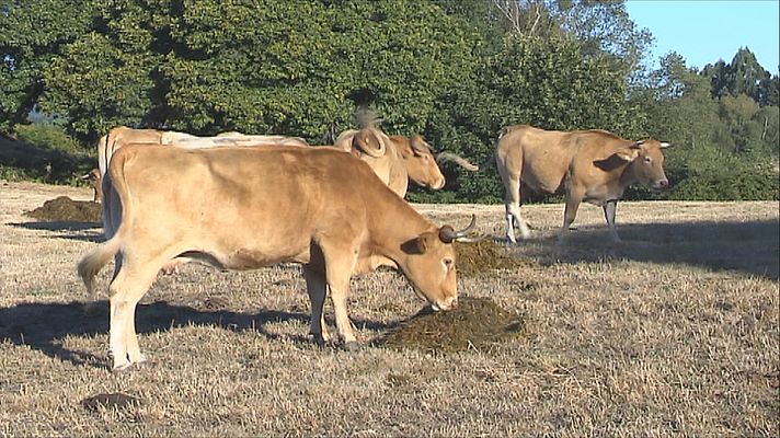 Telenavarra - Navarra  y otras tres CCAA crean un consorcio de explotaciones ganaderas