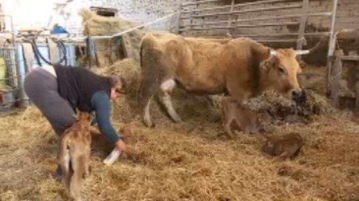 Telenavarra - uagn y ganadería intensiva