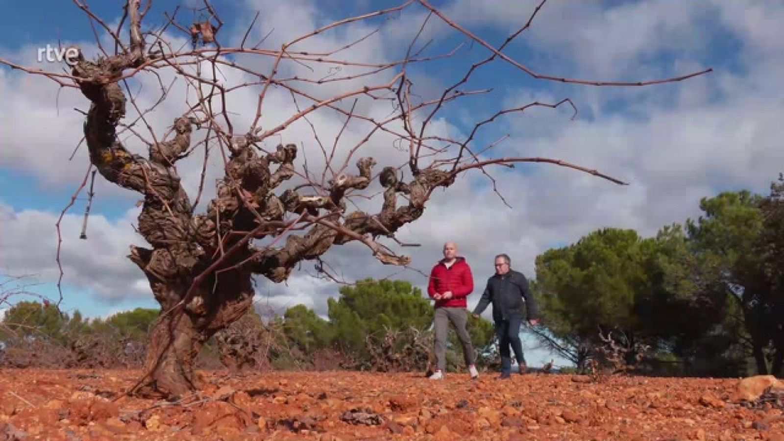 Aquí la Tierra - 'Manchuela', la DOP que avala unos vinos de calidad