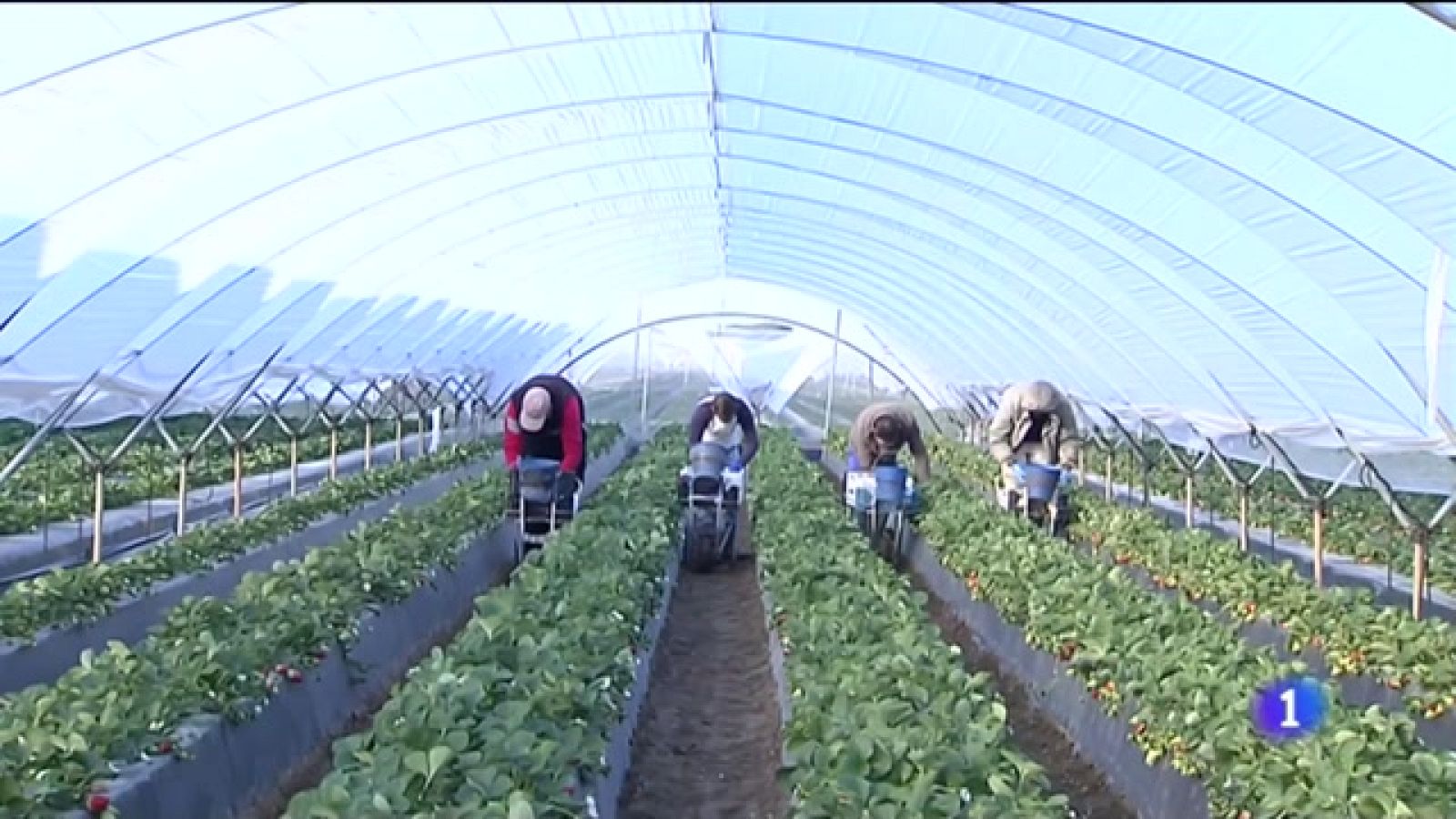 Arranca la campaña de la fresa en Huelva - Escuchar ahora