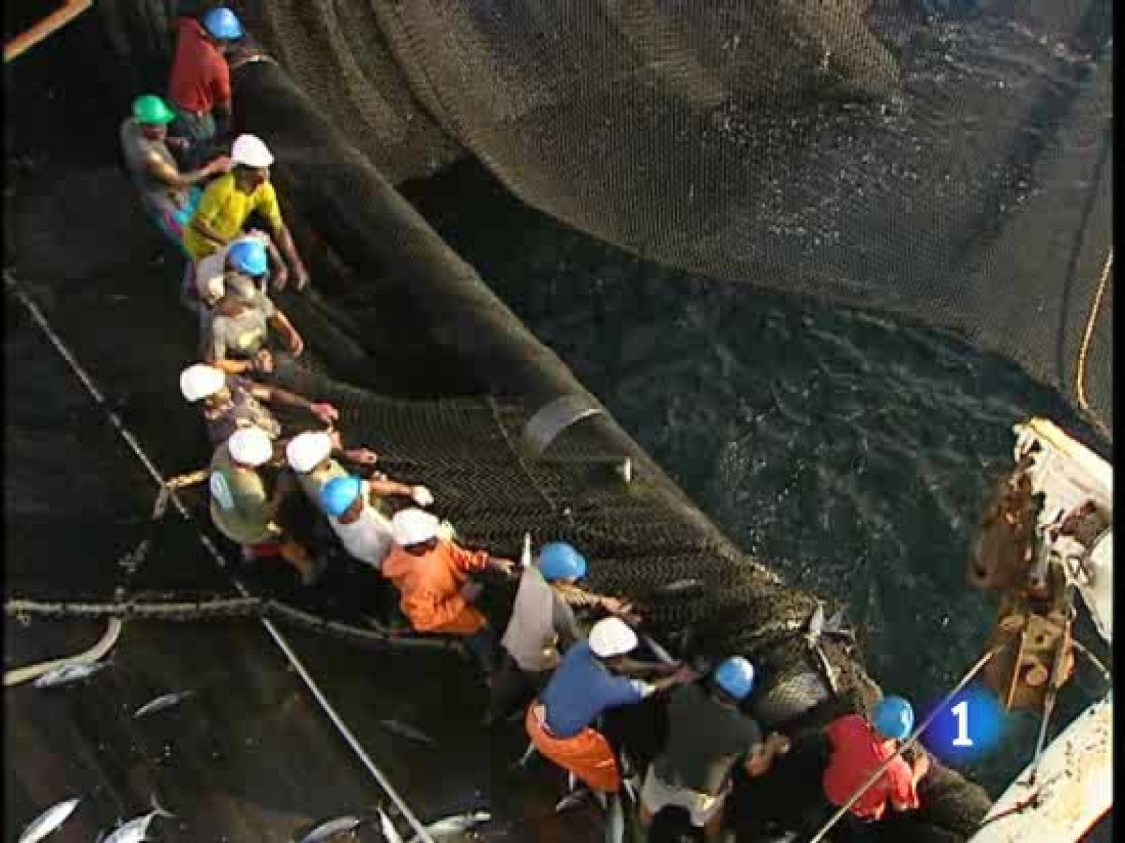 23 pesqueros españoles y otros diez barcos auxiliares faenan en el Índico | Ver