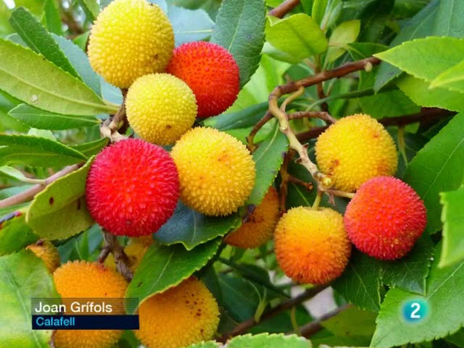 El Temps vespre (18/11/09)