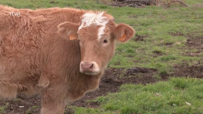 Aquí la Tierra - La carne de Kobe, una delicatessen en Guadarrama
