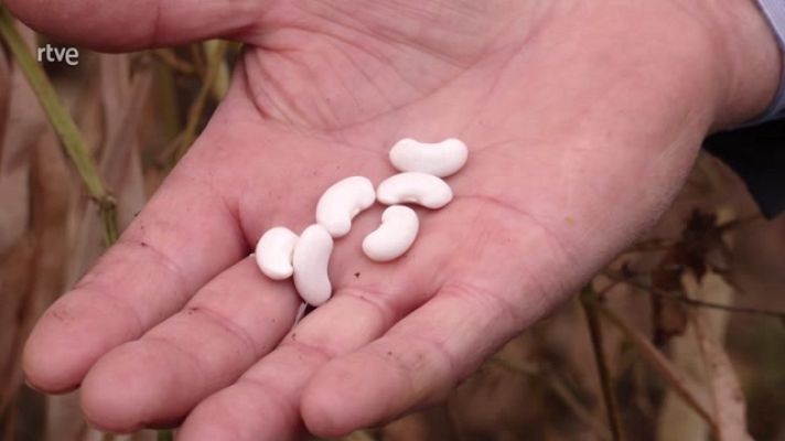 Aquí la Tierra - Mongetes del ganxet, la guinda del huerto