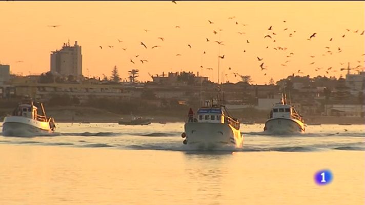 Noticias Andalucía - El langostino en peligro