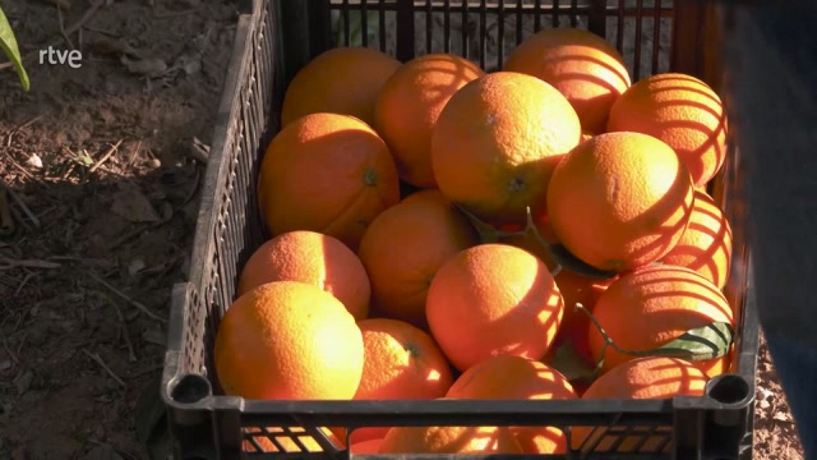 Aquí la Tierra - Salva Reina y las naranjas de la huerta