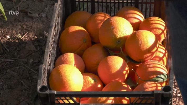 Aquí la Tierra - Salva Reina y las naranjas de la huerta