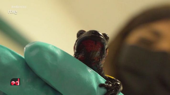 España Directo - Salamandra con manchas, ¿enfermedad o normalidad?