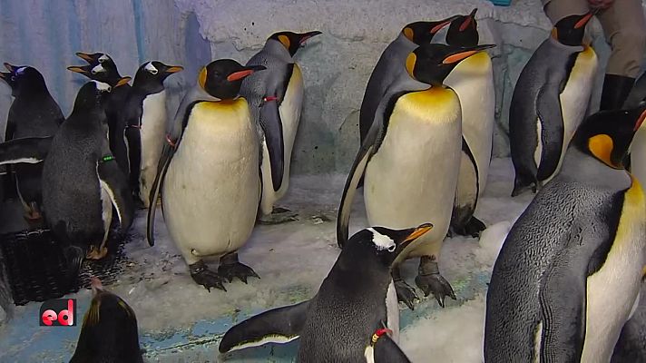 España Directo - España Directo - 25/01/22