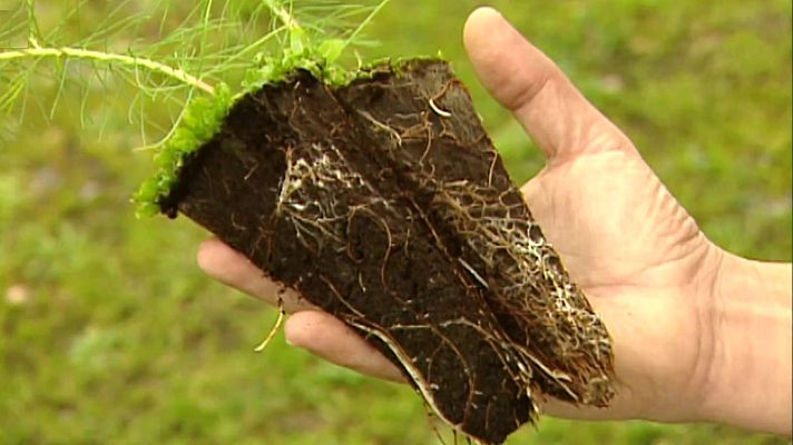 El bosque protector - Repoblaciones. El bosque artificial