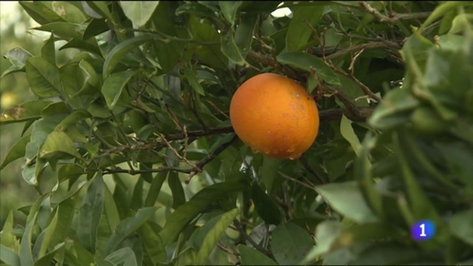 Regalar naranjas en señal de protesta por los precios