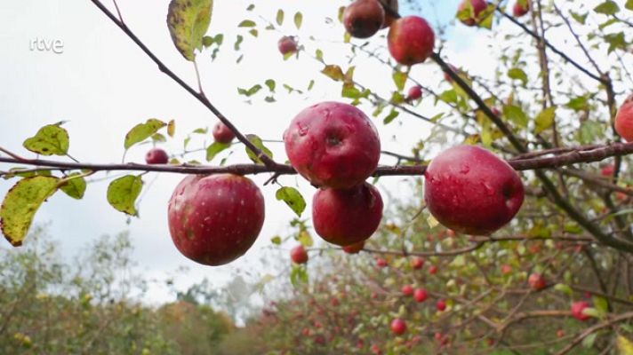 Aquí la Tierra - Así se hace la sidra, una bebida milenaria
