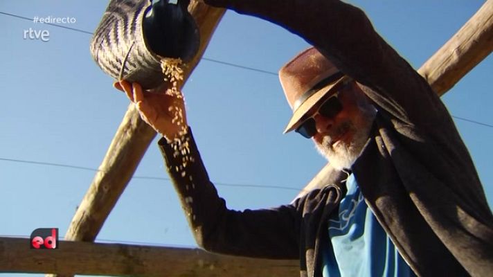 España Directo - El arroz del Delta del Ebro