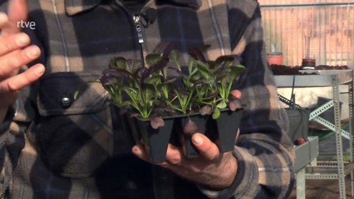 Aquí la Tierra - La planta de la mostaza, la reina del huerto y del plato