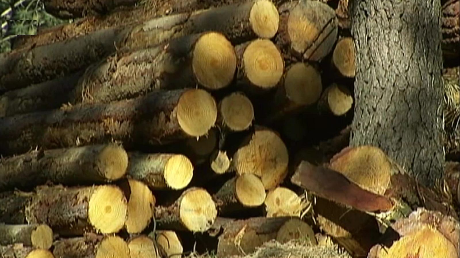 El bosque protector - El papel del bosque - ver ahora