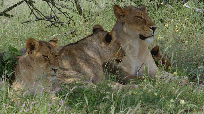 África inmensa - Mashatu