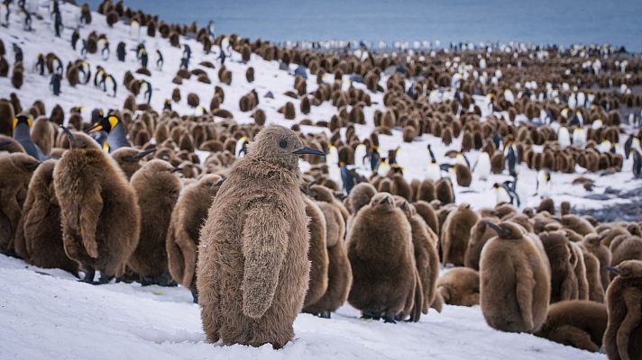 Espiando en la manada - Los Polos