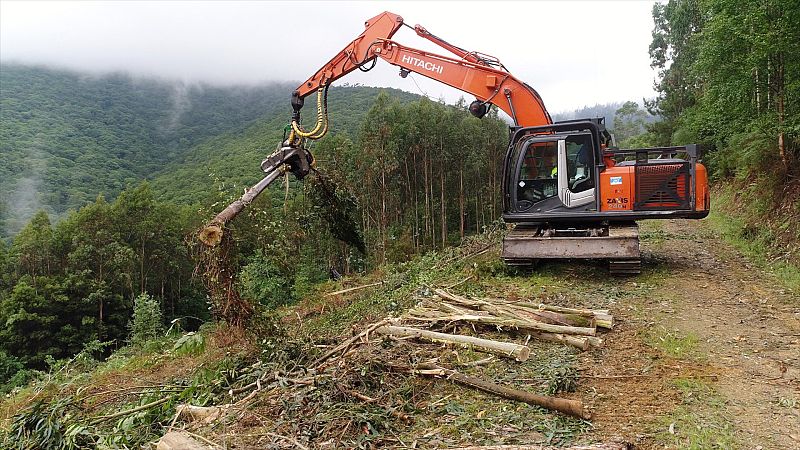 El bosque protector - Papel y cartón, ciclo de vida