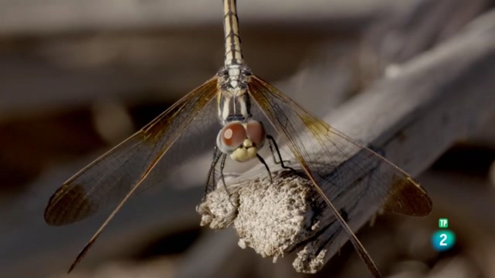 Grans Documentals - Infern aràbic. Les meravelles del wadi - Veure ara