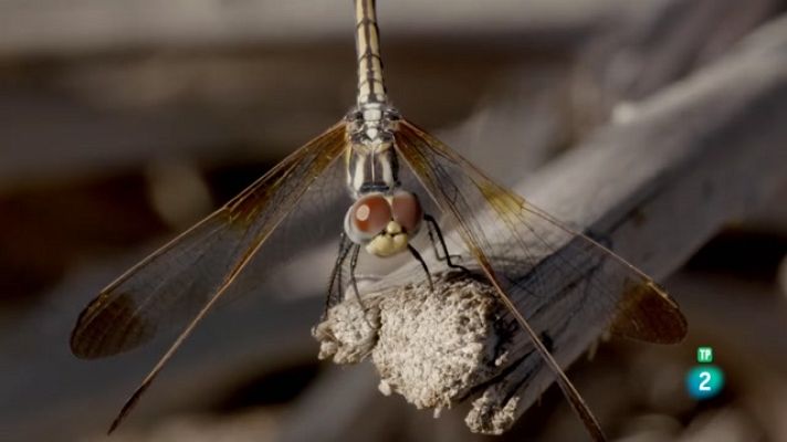 Som Documentals - Infern aràbic. Les meravelles del wadi
