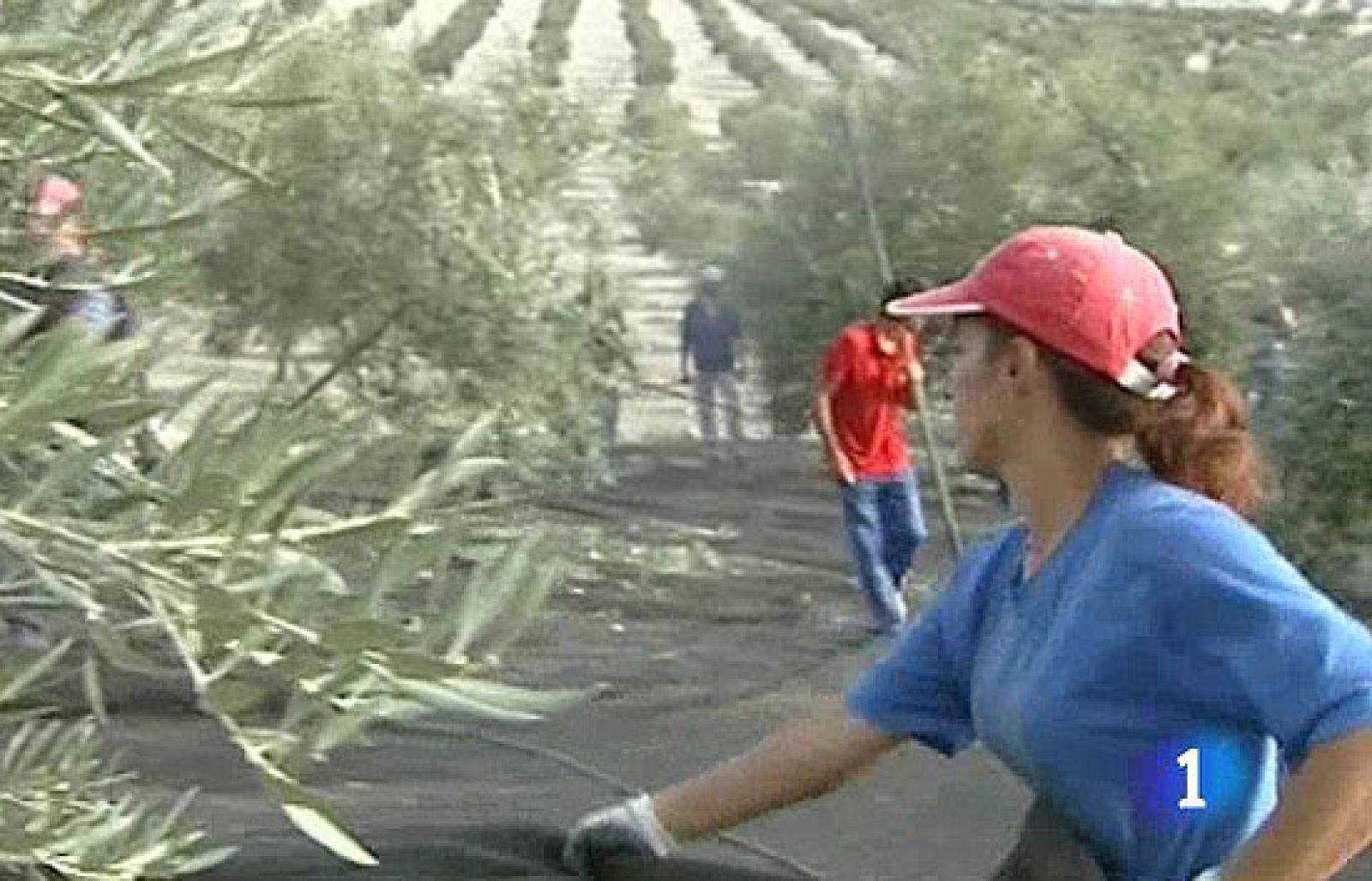 El olivar, en quiebra técnica | Ver