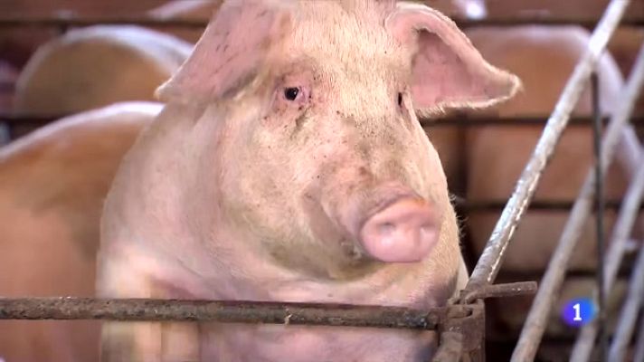 L'Informatiu - Una solució sostenible per lluitar contra els purins