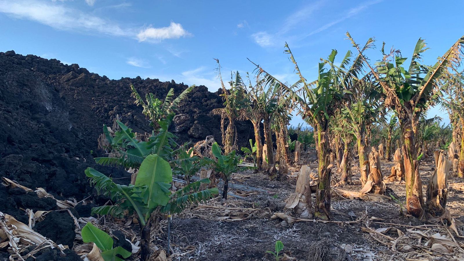 Informe Semanal - La sombra del volcán - ver ahora