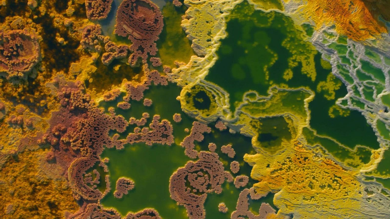 Nuestro Planeta - Alienígena - ver ahora