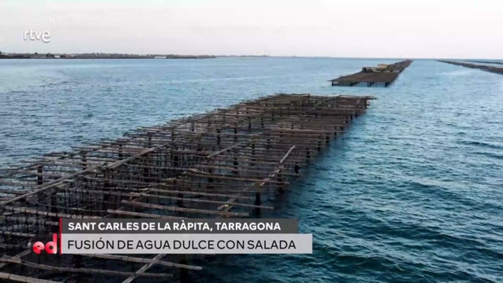 España Directo - La cría perfecta de ostras y mejillones