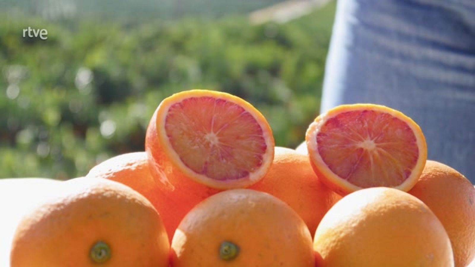 Aquí la Tierra - ¿Cómo distinguir las variedades de naranjas?