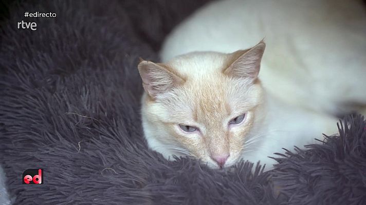 España Directo - España Directo - 01/02/22