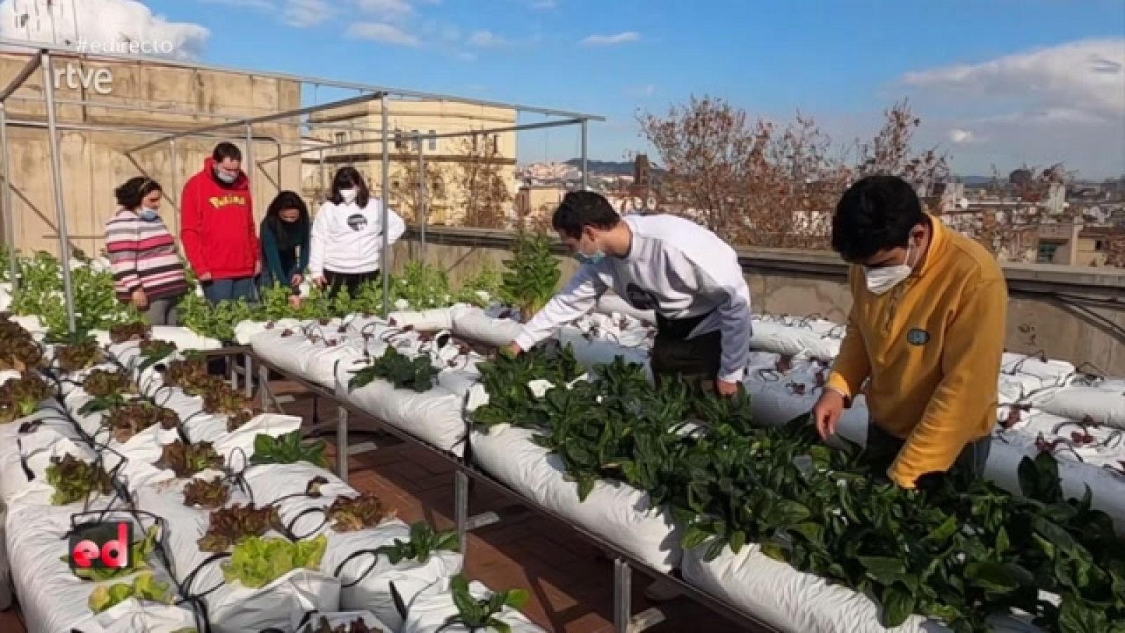 España Directo - Huertos inclusivos en azoteas