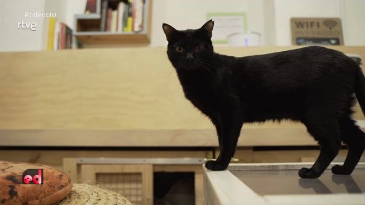 España Directo - Gatoteca, la mezcla ideal de bar, gatos y adopción