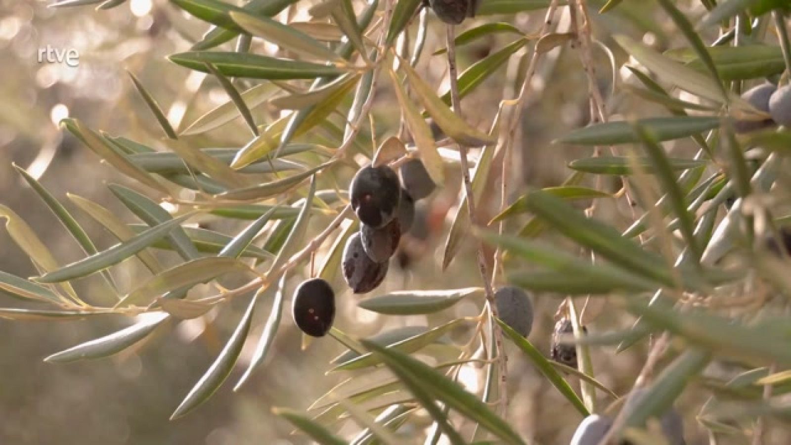 Aquí la Tierra - Recolecta de aceitunas con un método muy antiguo