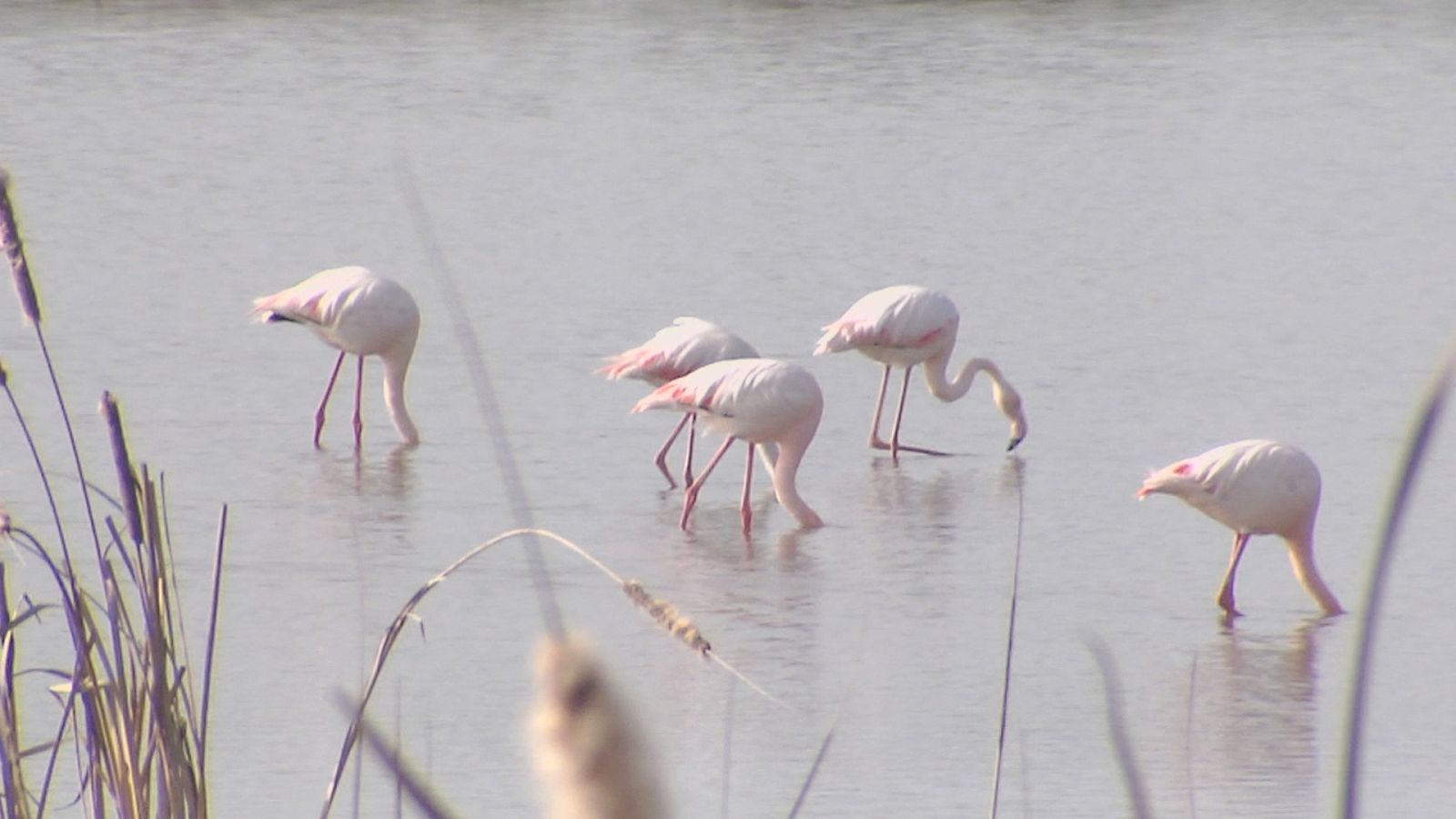 Doñana pierde 2/3 de sus humedales  - Escuchar ahora