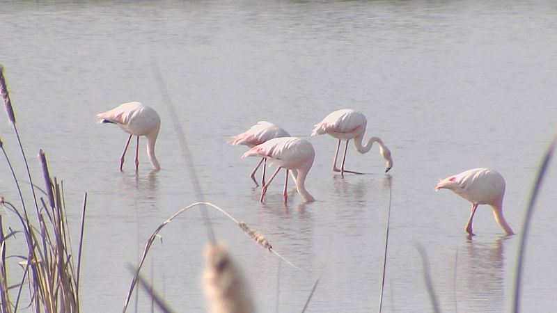 Doñana pierde 2/3 de sus humedales
